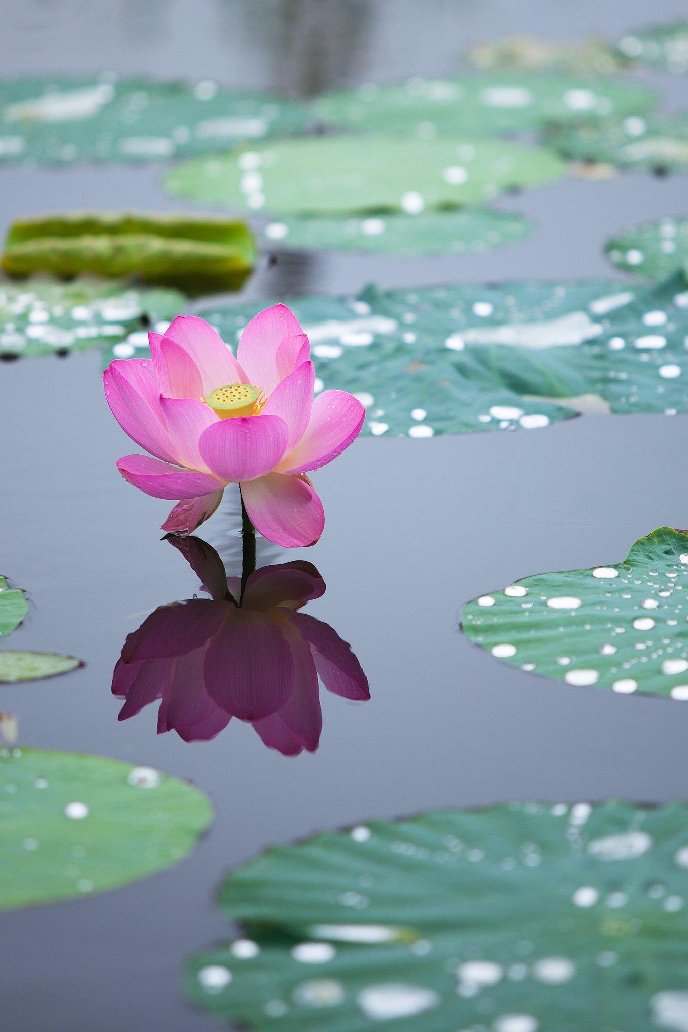 水中花