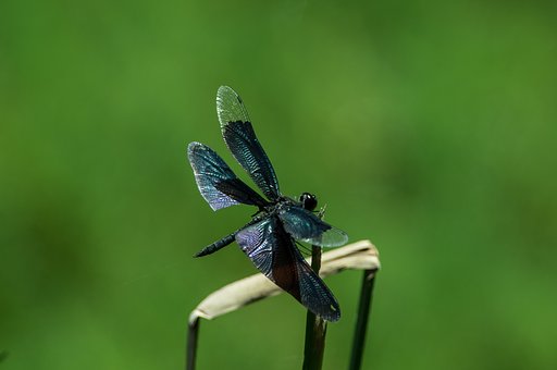 チョウトンボ