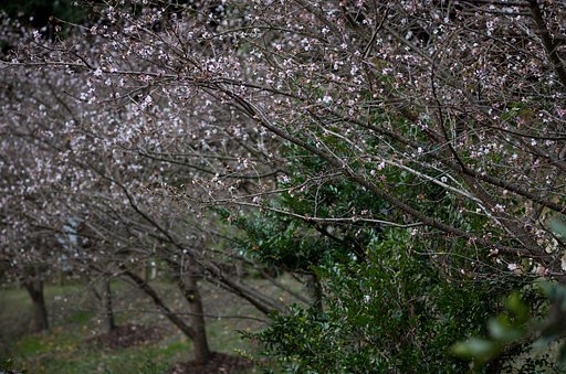 冬桜