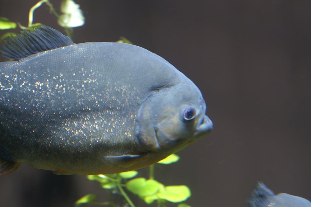 お魚図鑑　No.1