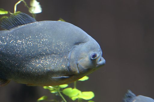 お魚図鑑　No.1