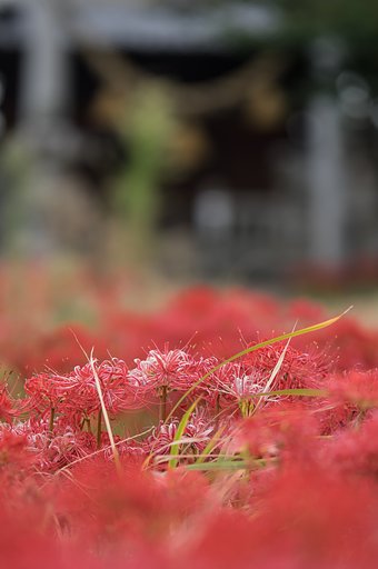 彼岸入り