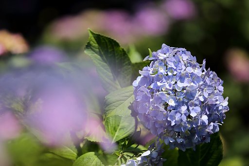 夏陽射しの紫陽花