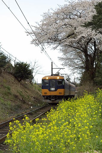 『春』菜の花とさくらと鉄道と