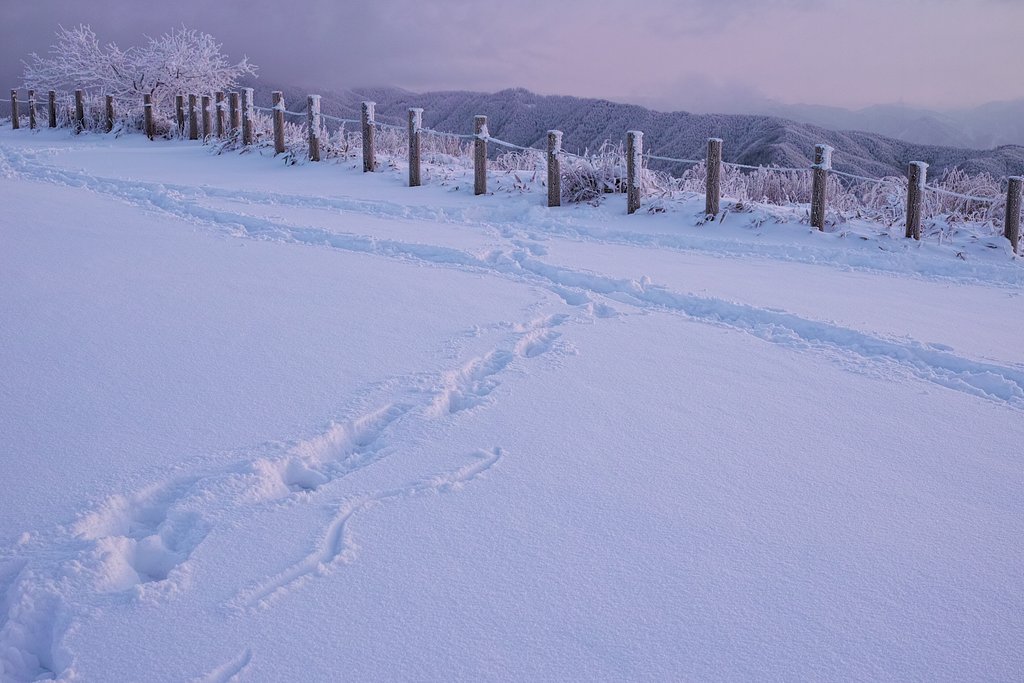 新雪を歩いてみた