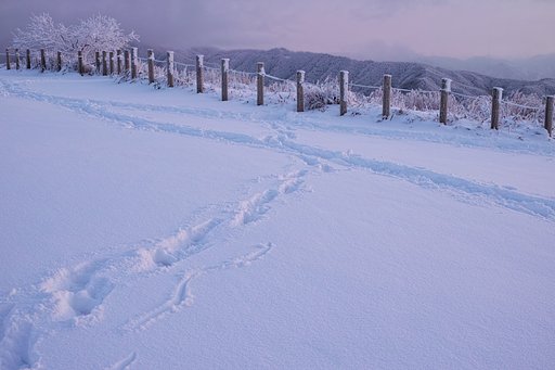 新雪を歩いてみた