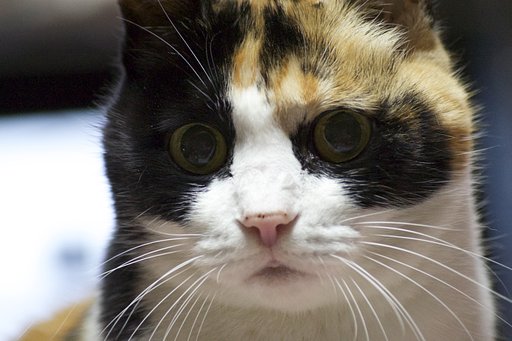 三毛猫