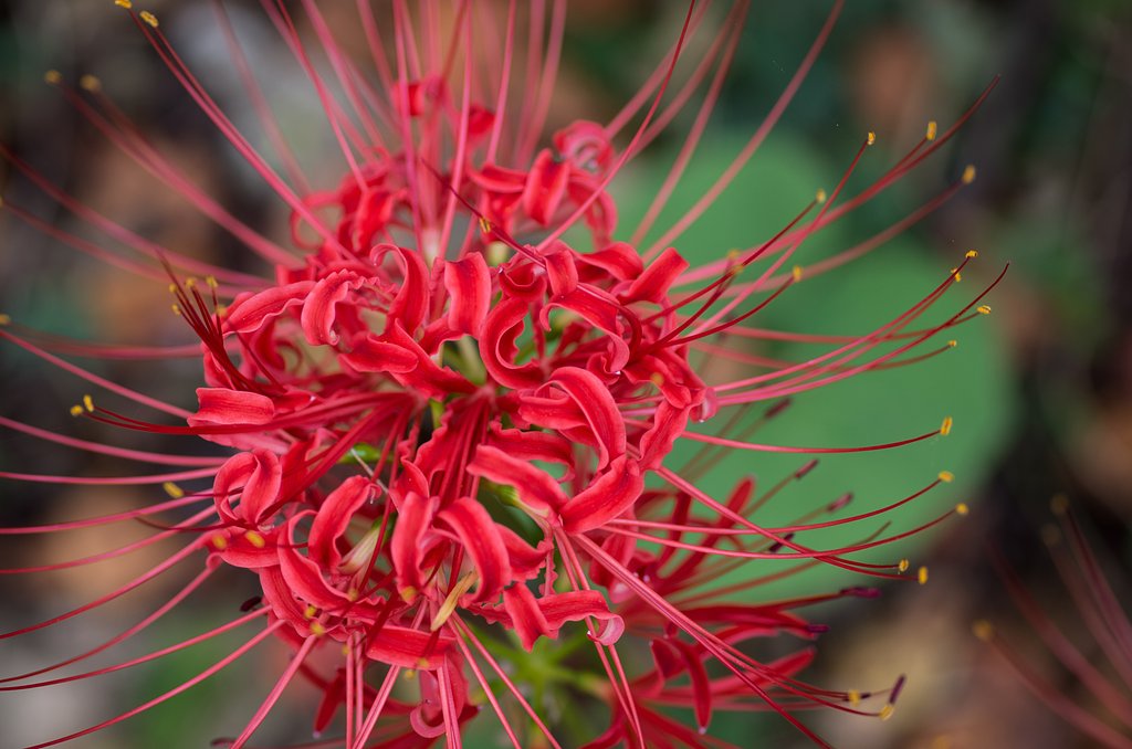 曼珠沙華