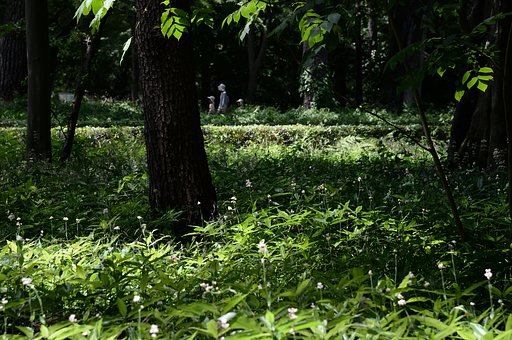緑陰の散歩