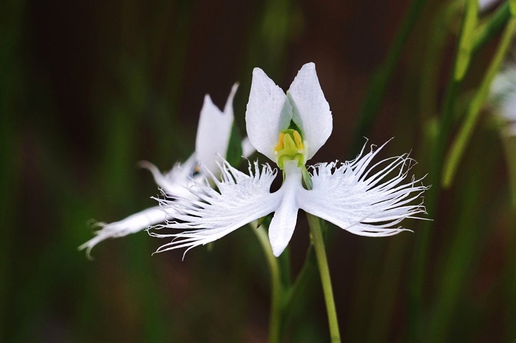 区の花（サギ草）