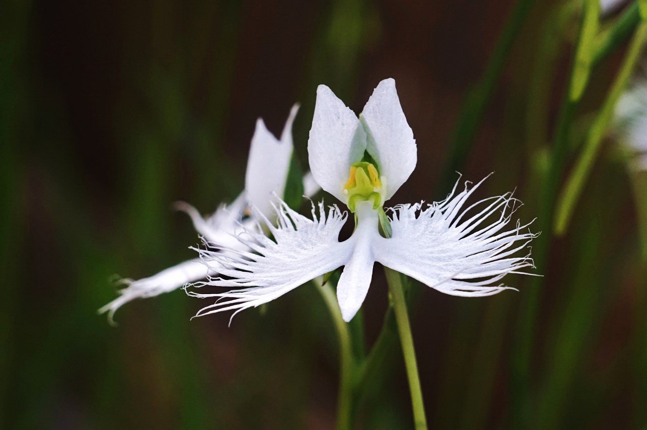 区の花（サギ草）