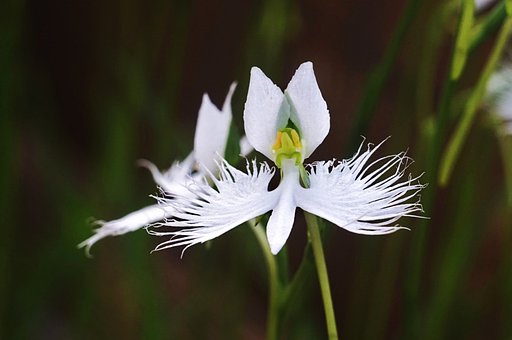 区の花（サギ草）