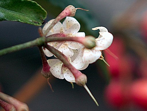 マンリョウの花