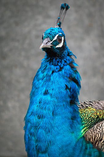 PENTAX-DA 55-300mm F4-5.8ED