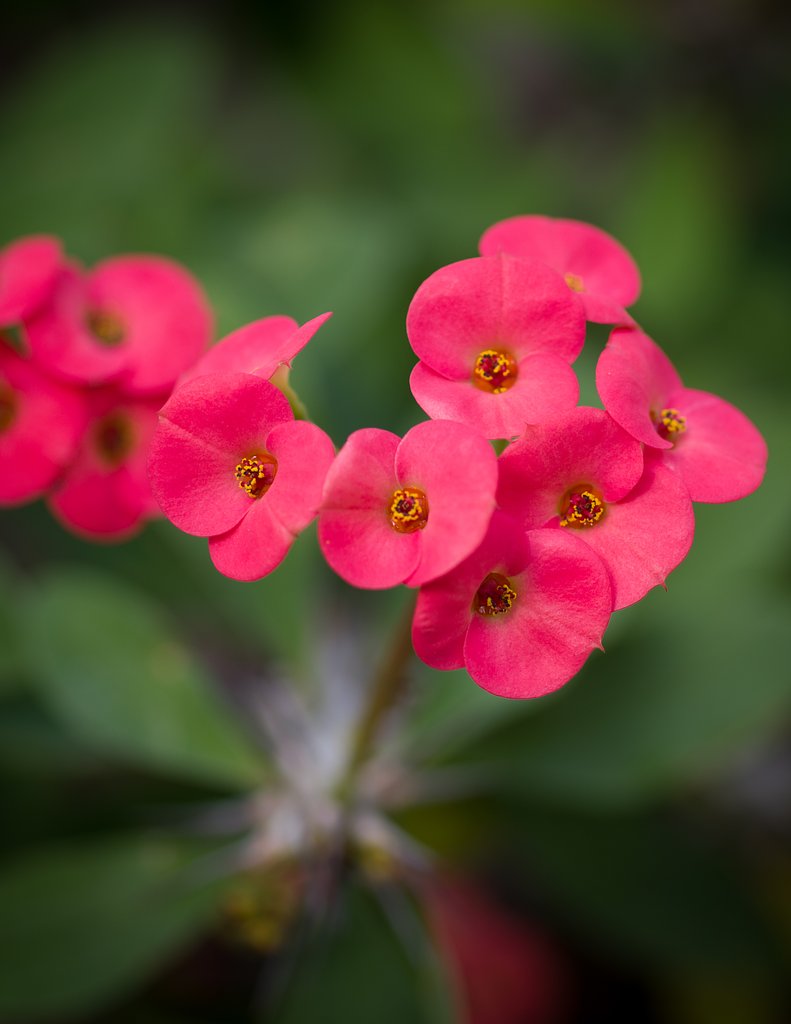 SIGMA MACRO 70mm F2.8