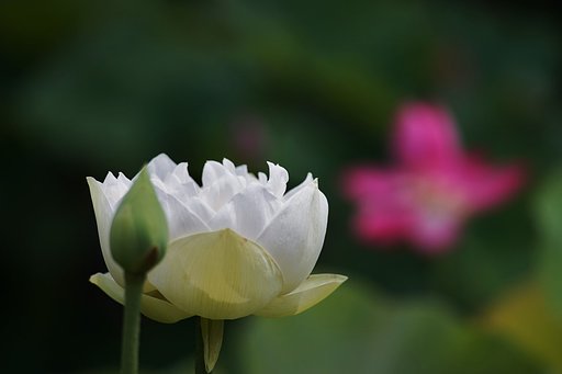 白睡蓮