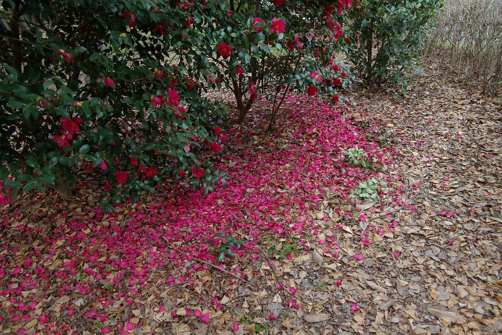 落花