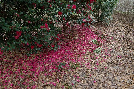落花