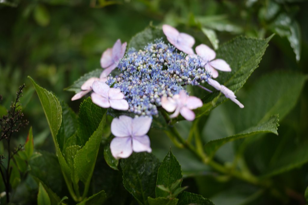 額紫陽花