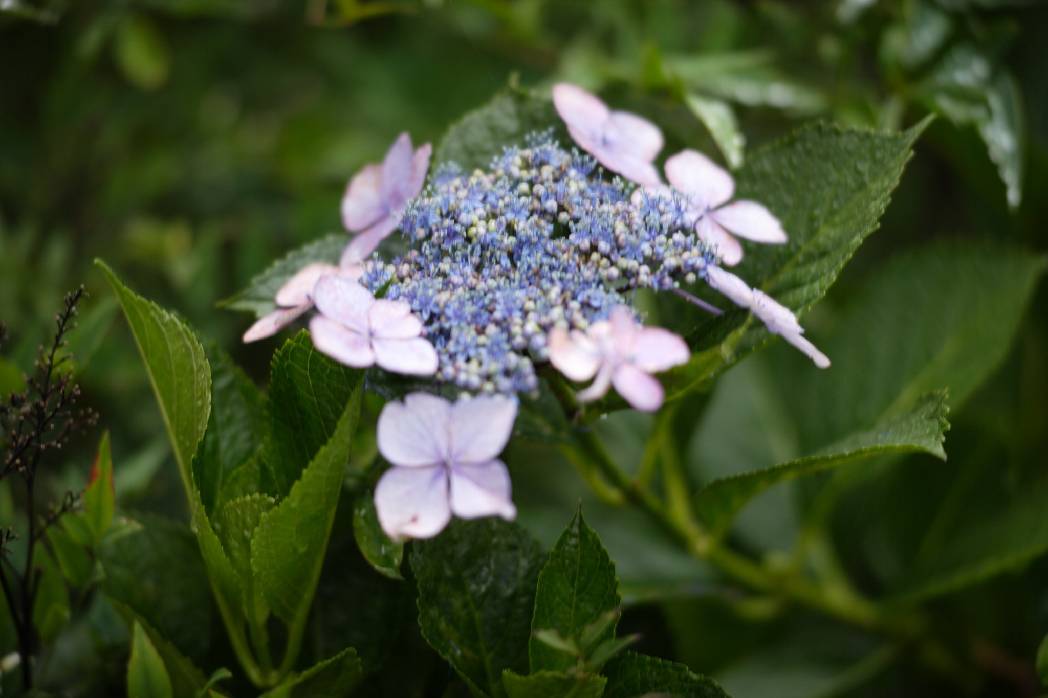 額紫陽花