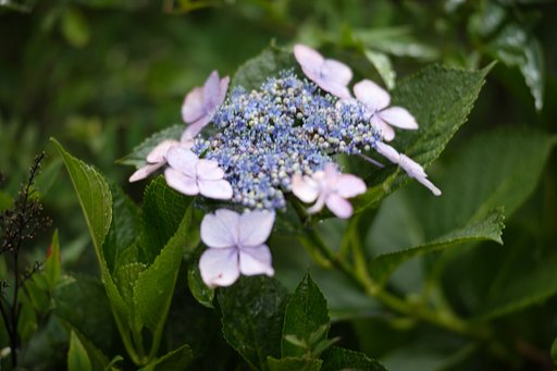 額紫陽花