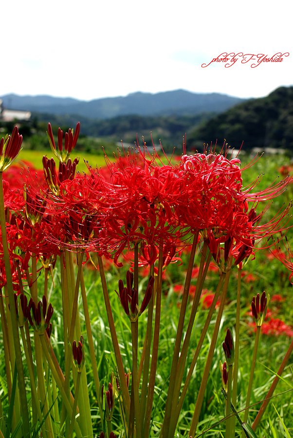 曼珠沙華