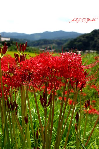 曼珠沙華