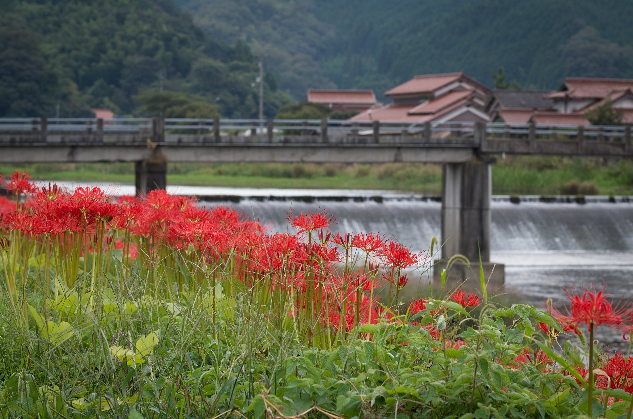 彼岸