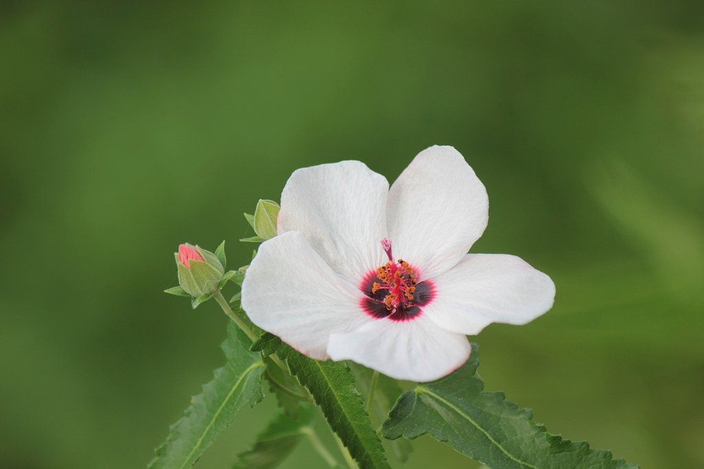 河川敷に咲く芙蓉の花