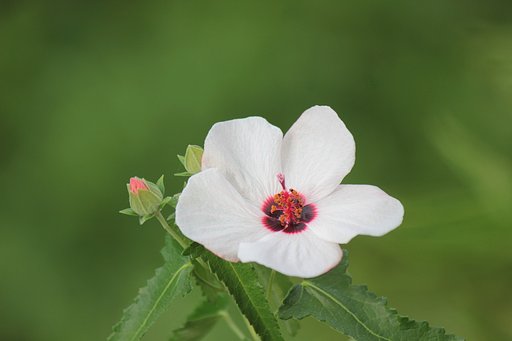河川敷に咲く芙蓉の花