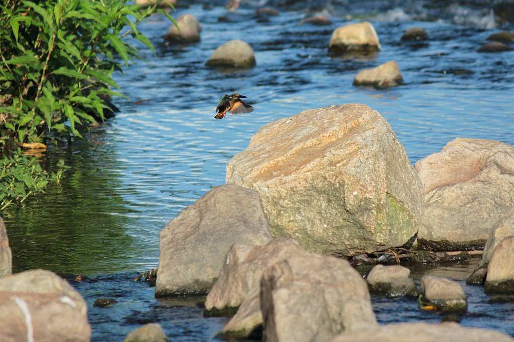 カワセミはちっちゃくていいですね。