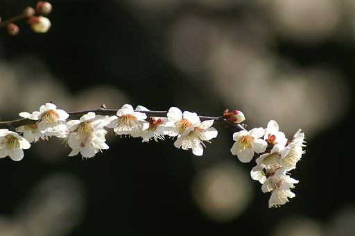 【春】白梅