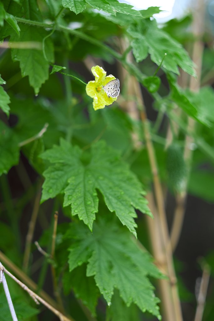 ゴーヤの花と蝶