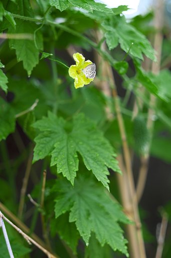 ゴーヤの花と蝶