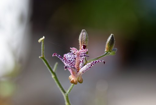 ホトトギスが開花。