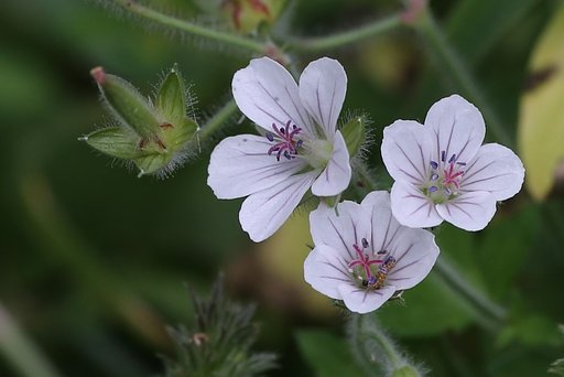 ゲンノショウコの花に闖入したのは・・・