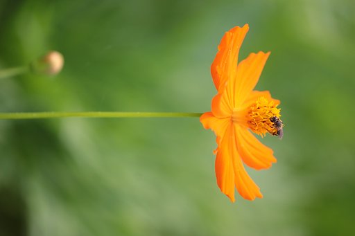 キバナコスモス真っ直ぐに