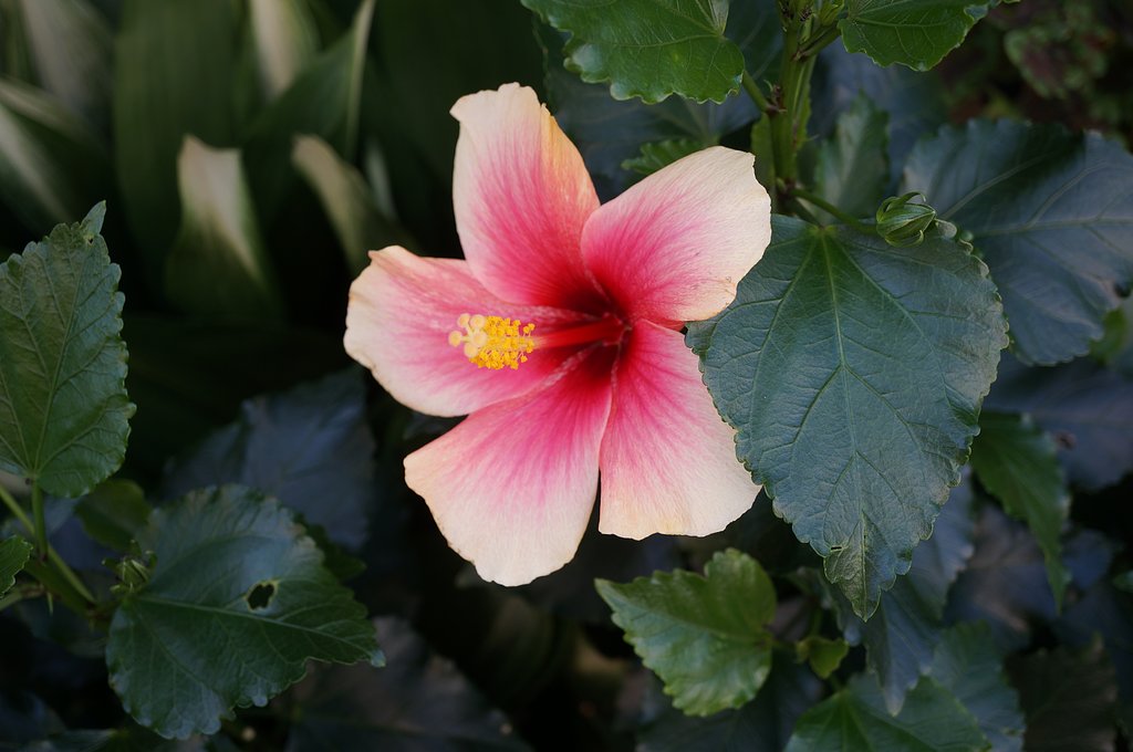 [ Ｈｉｂｉｓｃｕｓ ]