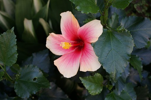 [ Ｈｉｂｉｓｃｕｓ ]