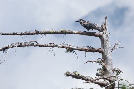 ホシガラス幼鳥のようです