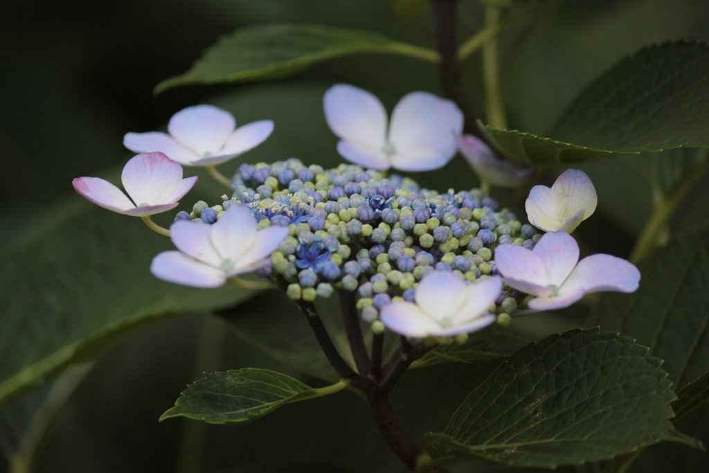 紫陽花、今はもう来年に向けて