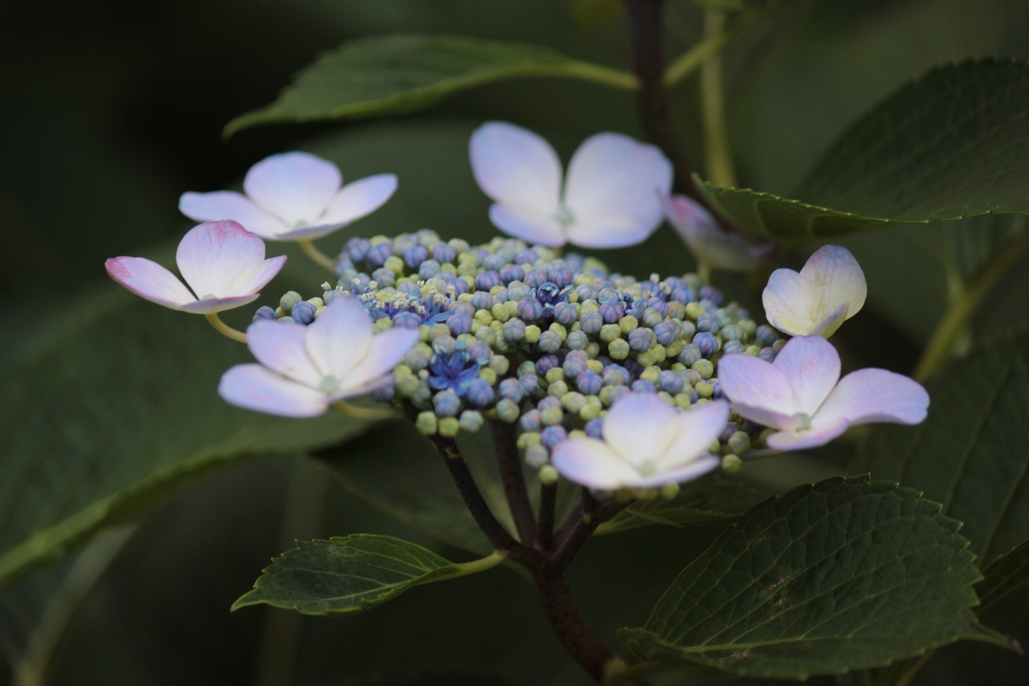 紫陽花、今はもう来年に向けて
