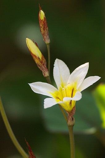 庭花