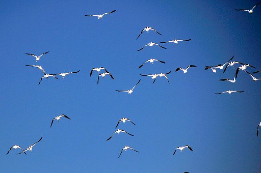 シリコンバレーの野鳥