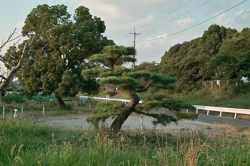 【木】畑の松