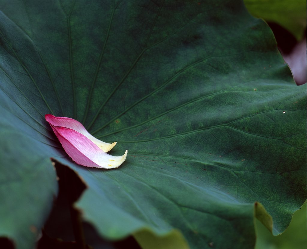 花弁二枚