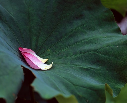 花弁二枚