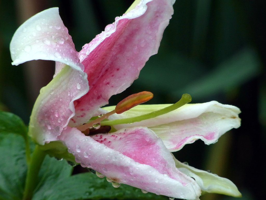 雨の中の百合
