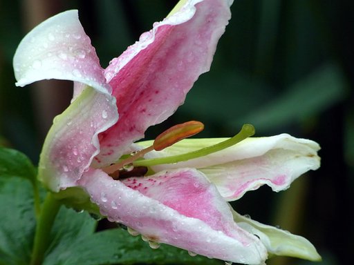 雨の中の百合