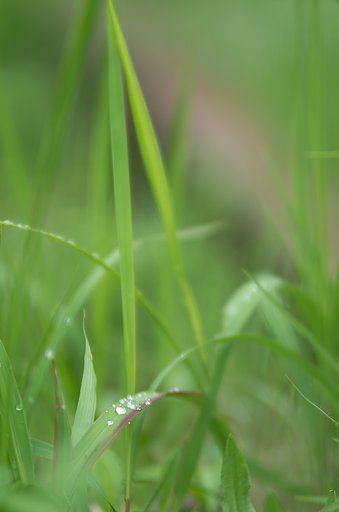 梅雨のスケッチⅠ